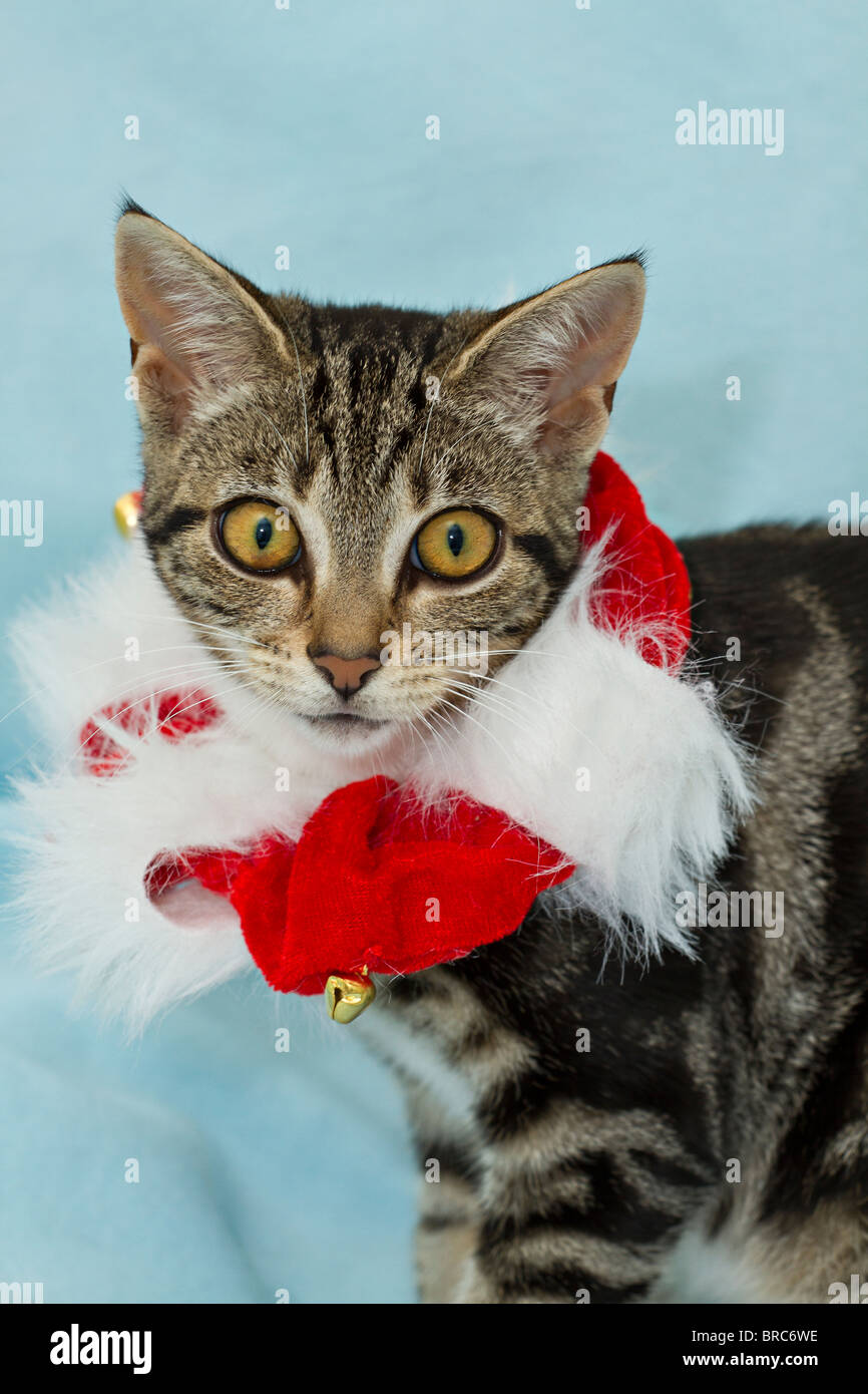 Carino Sgombro Tabby kitten (felis catus) indossare il collare di Natale e un disorientato espressione sul viso mentre guarda direttamente la fotocamera Foto Stock