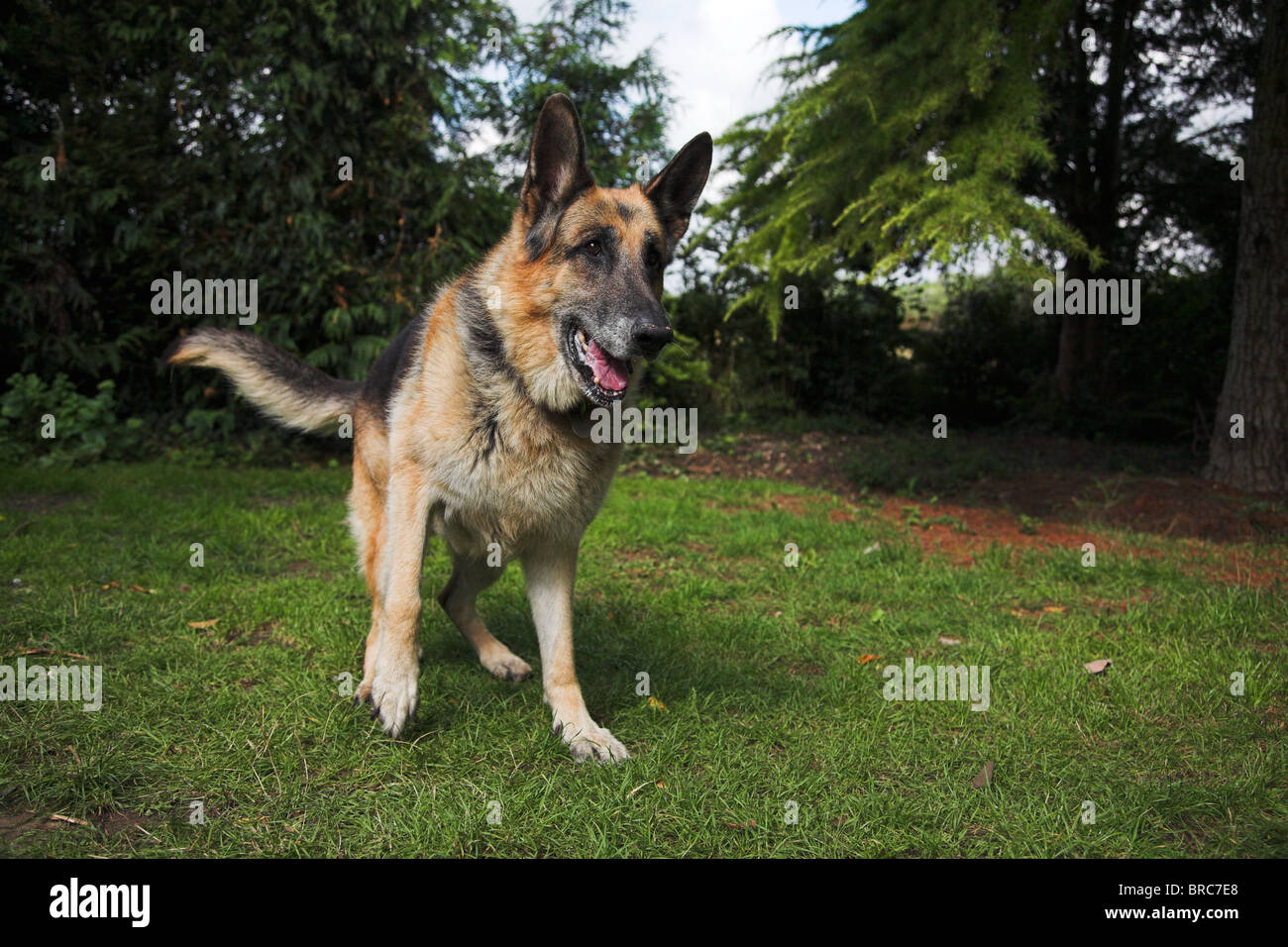 Giocoso cane alsaziano Foto Stock