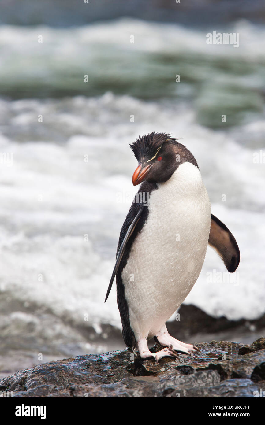 Pinguino saltaroccia. Nuova Isola, Isole Falkland, Regno Unito Foto Stock