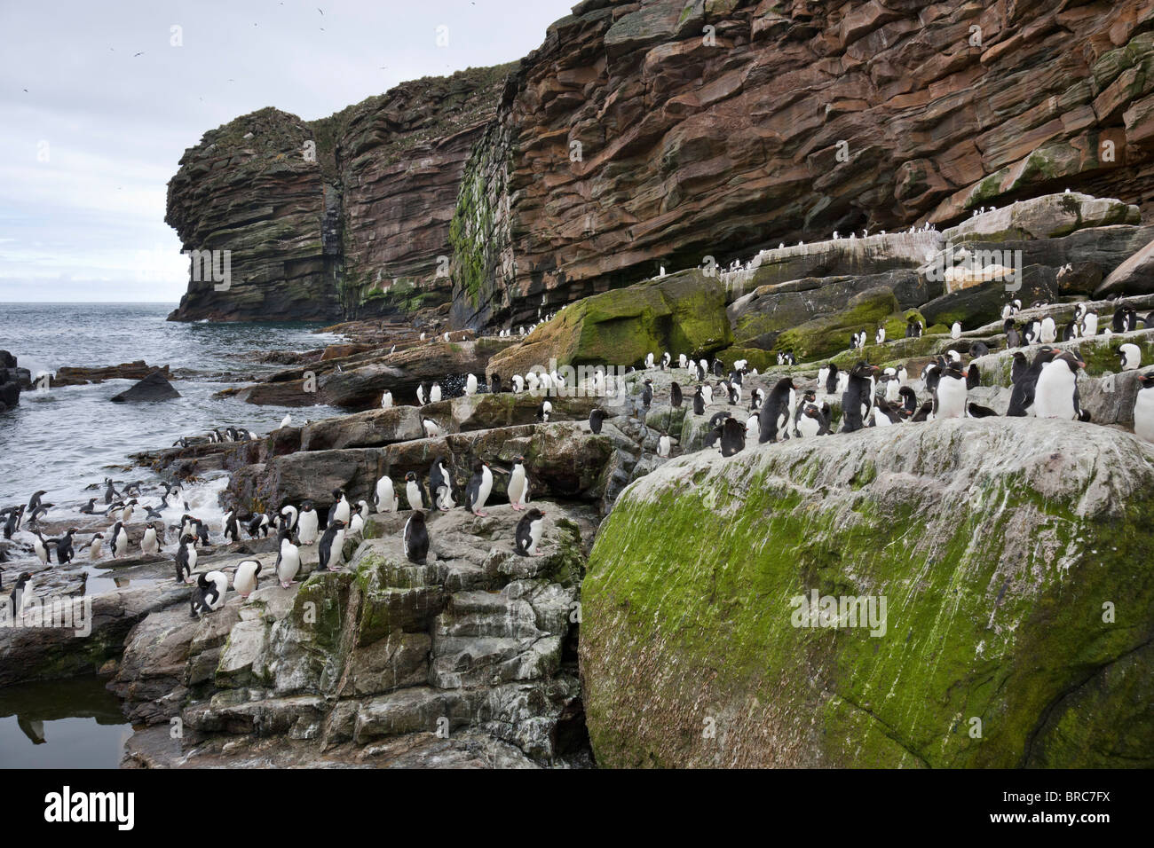 Pinguino saltaroccia colonia. Nuova Isola, Isole Falkland, Regno Unito Foto Stock