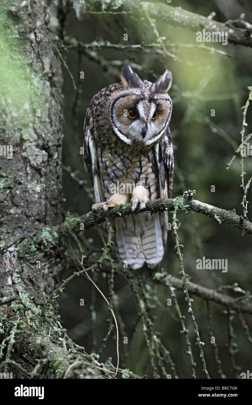 Long eared owl ( Asio otus ) sono ' appollaiati Foto Stock