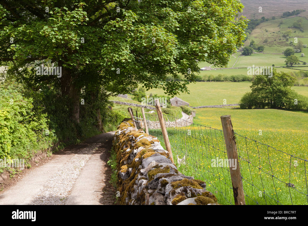 Un bridleway in Dentdale nel Yorkshire Dales National Park vicino al villaggio di ammaccatura, Cumbria. Foto Stock