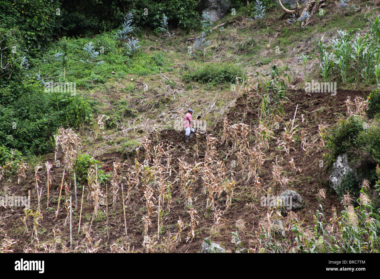 Lavoratore rurale facendo il loro lavoro in Chiriqui Provincia, Panama. Foto Stock
