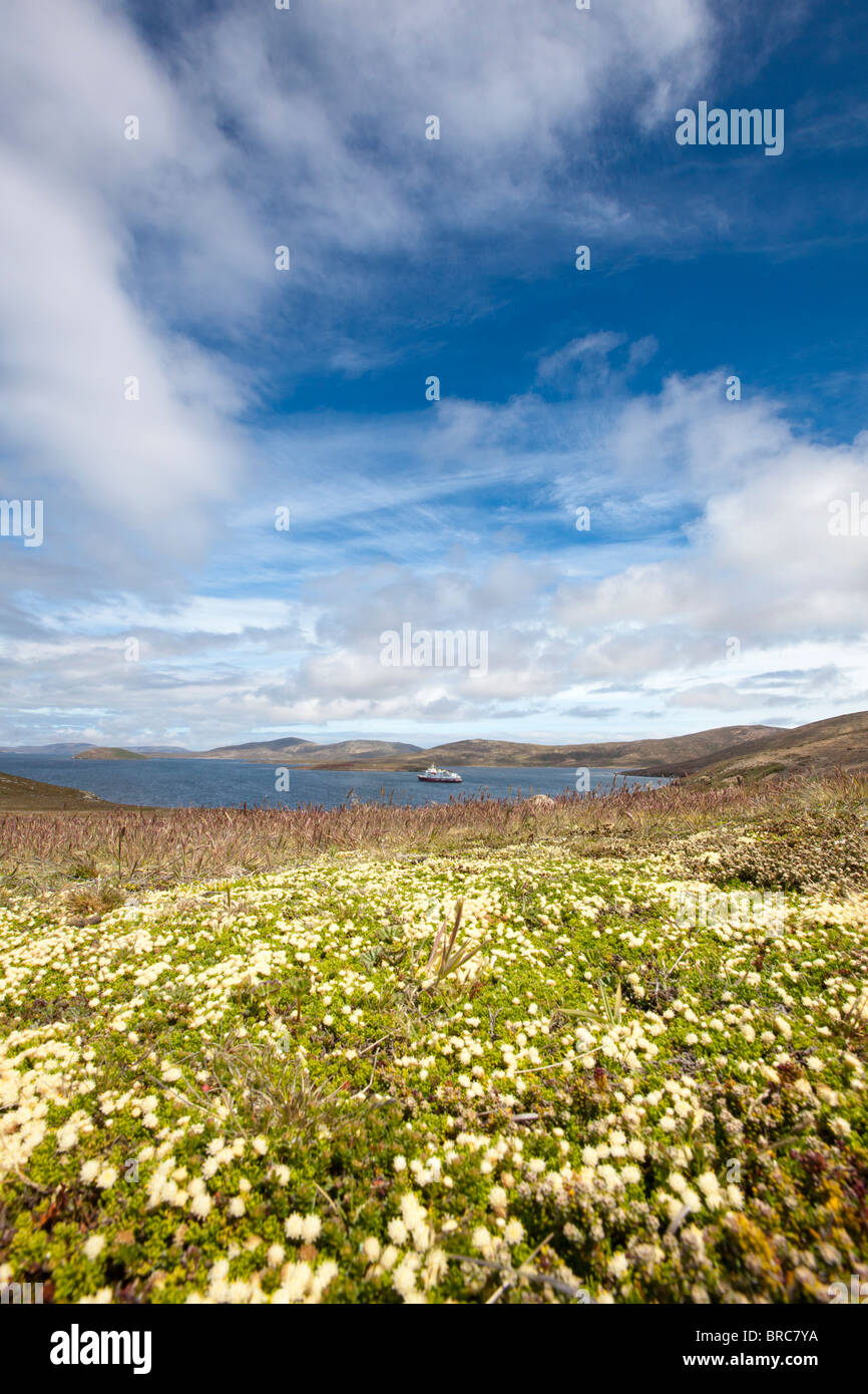 Nuova Isola, Isole Falkland, Regno Unito Foto Stock