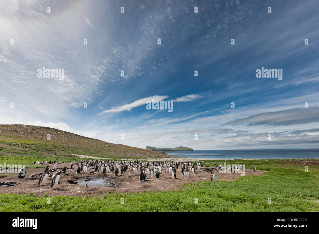 Isola di carcassa, con Gentoo e i pinguini di Magellano, nuova isola, Isole Falkland. Foto Stock