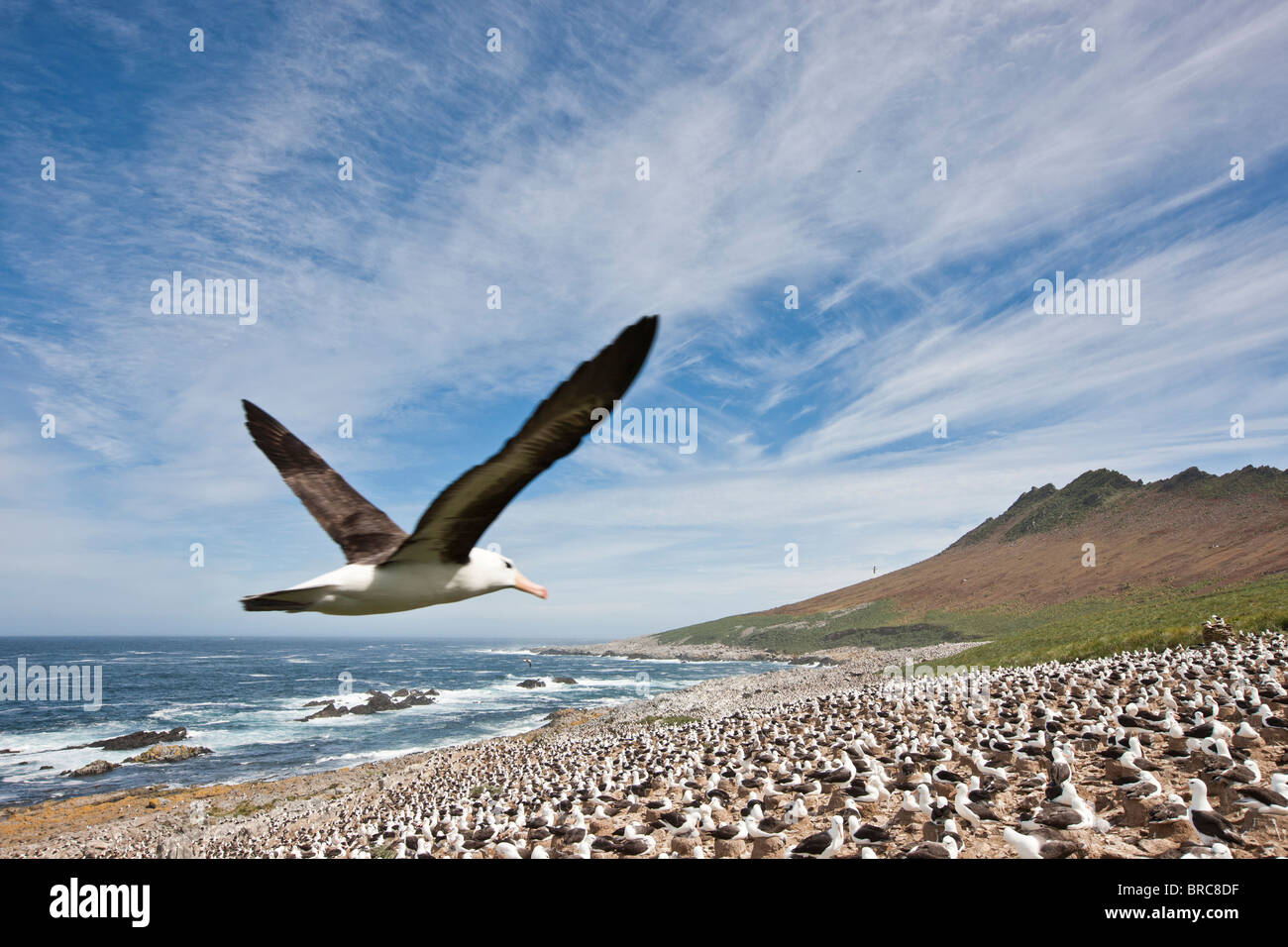 Nero-browed colonia di albatri. Steeple Jason Isola, Isole Falkland Foto Stock