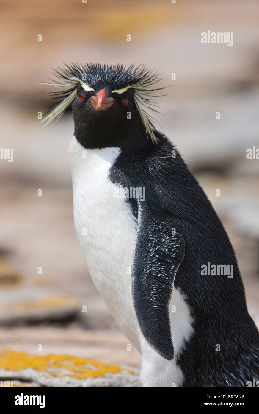 Pinguino saltaroccia. Nuova Isola, Isole Falkland, Regno Unito Foto Stock