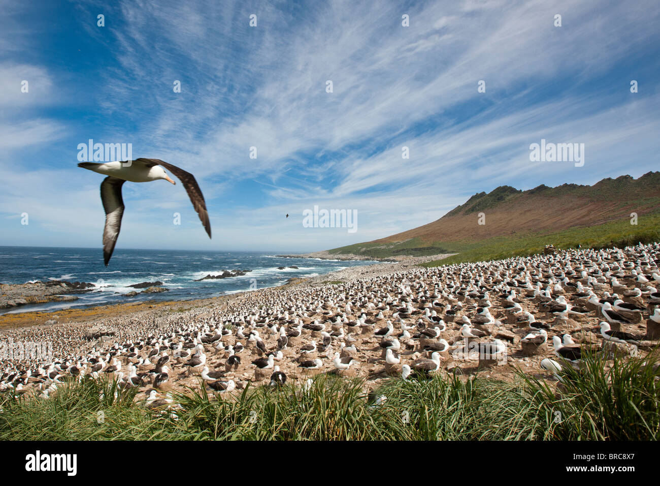 Nero-browed colonia di albatri. Steeple Jason Isola, Isole Falkland Foto Stock