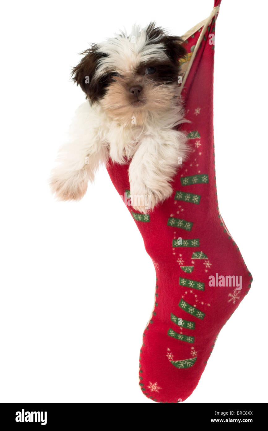 Carino Shih Tzu cucciolo di cane, appeso in una calza di Natale. Foto Stock