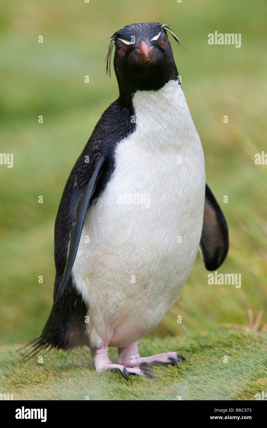 Western pinguino saltaroccia, Eudyptes chrysocome, il Westpoint Island, Isole Falkland, Regno Unito Foto Stock
