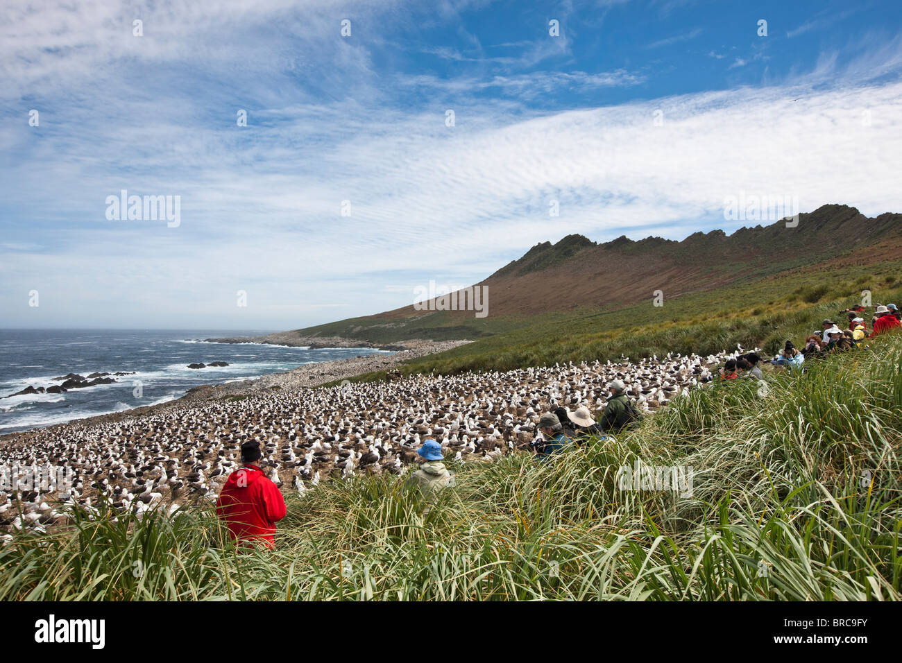 Fotografi all black-browed colonia di albatri. Steeple Jason Isola, Isole Falkland Foto Stock