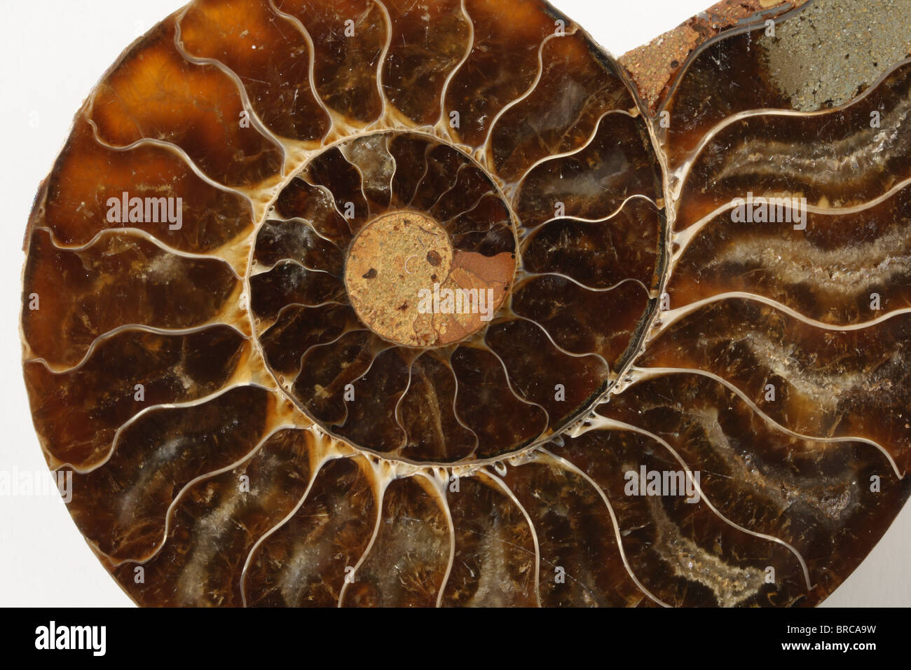 Ammonite fossile Foto Stock