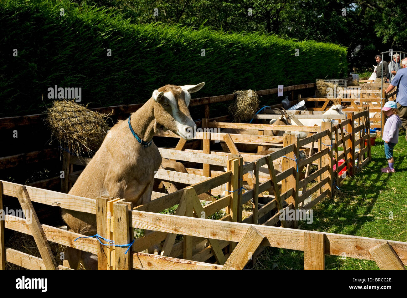 British Toggenburg Goat al Rosedale Show Showground in estate Nord Yorkshire Inghilterra Regno Unito GB Gran Bretagna Foto Stock