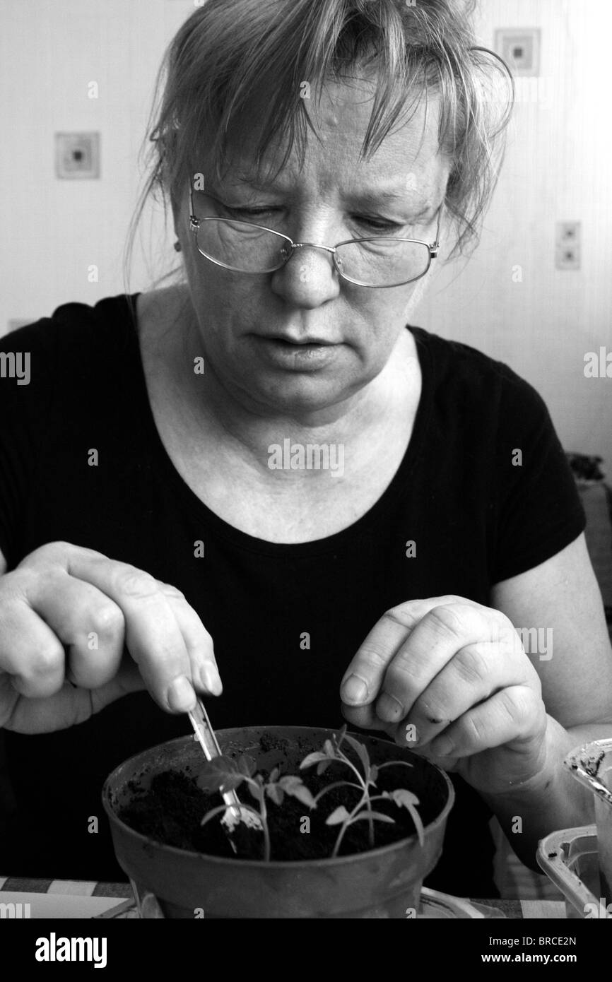 Foto in bianco e nero di senor donna divide le piantine in vasi singoli per un ulteriore crescita Foto Stock