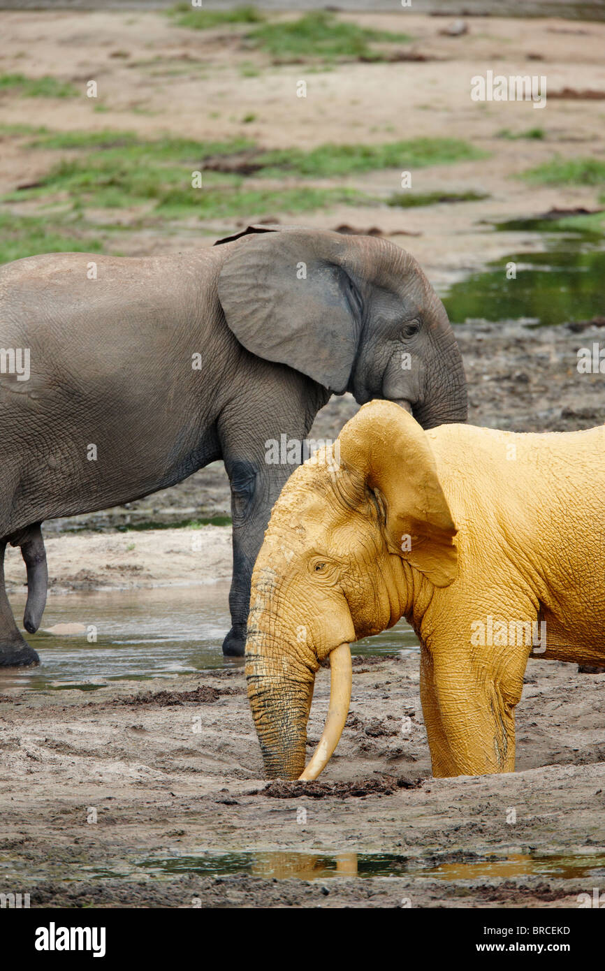 Elefanti di foresta (Loxodonta cyclotis), Dzanga Bai, Dzanga-Sangha Reserve, Repubblica Centrale Africana Foto Stock