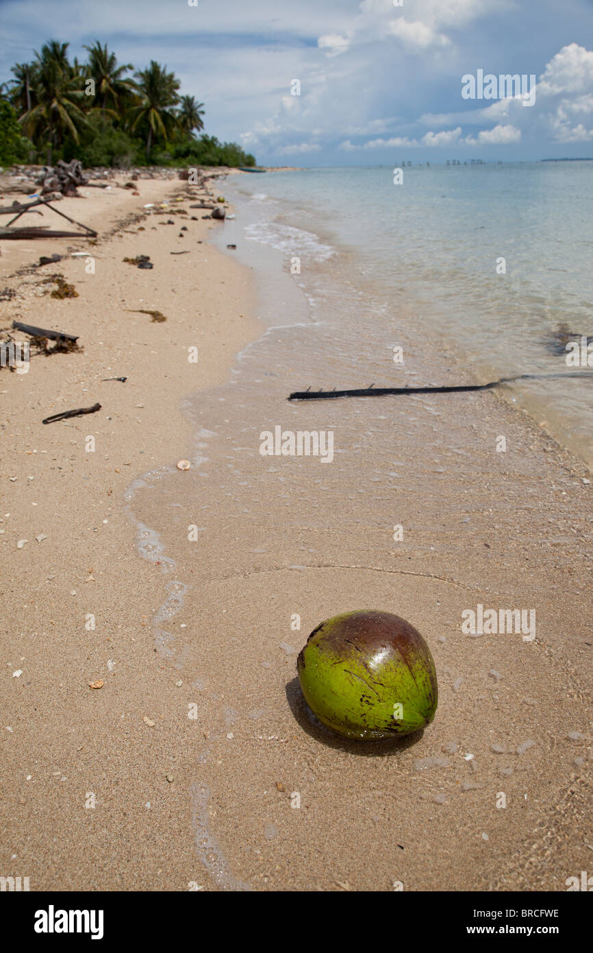 Il Cocco gettato a terra, Libaran Isola, Sabah Borneo Foto Stock