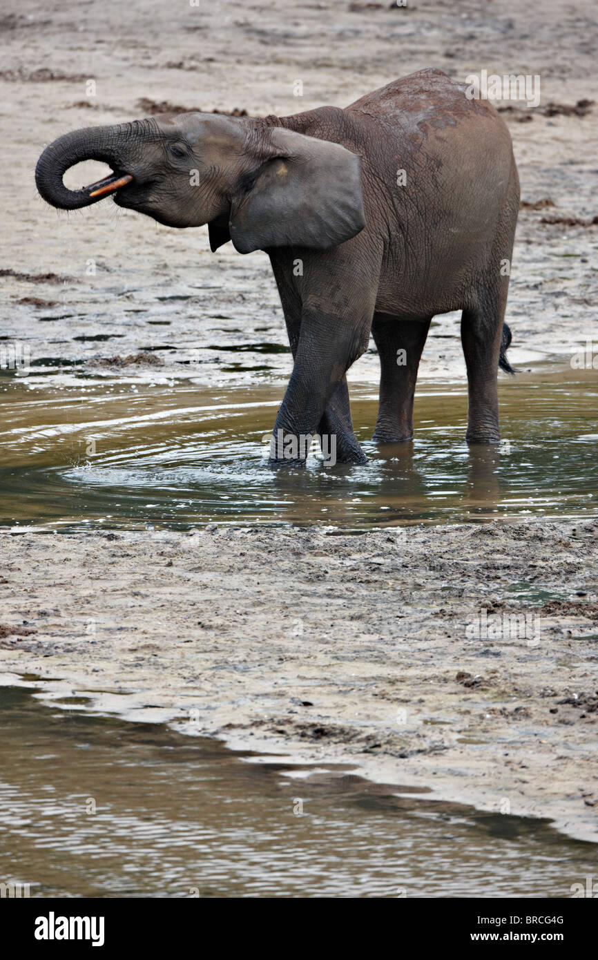 Forest elephant (Loxodonta cyclotis), Dzanga Bai, Dzanga-Sangha Reserve, Repubblica Centrale Africana Foto Stock