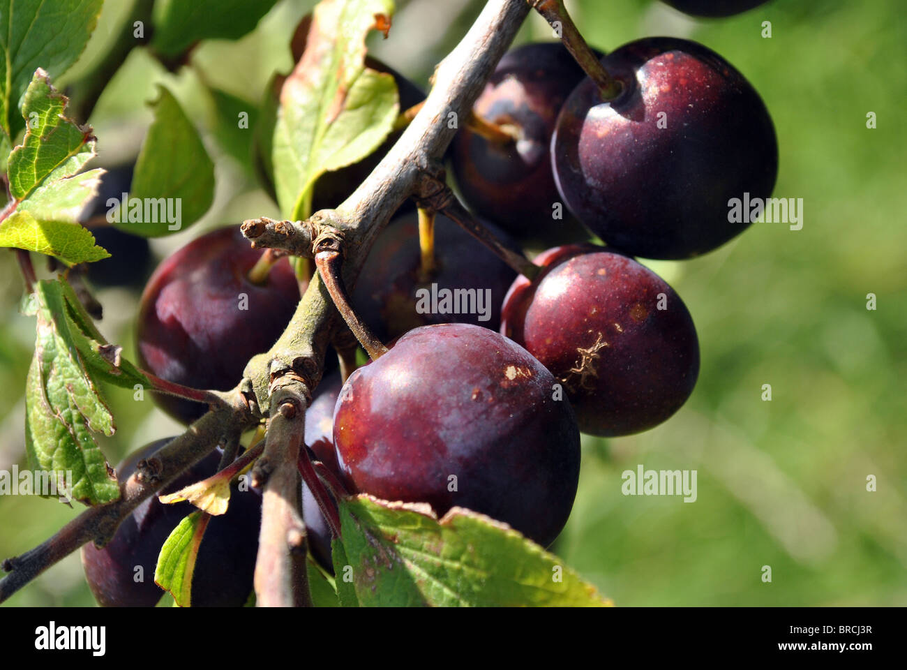 Un mazzetto di wild damsons Foto Stock