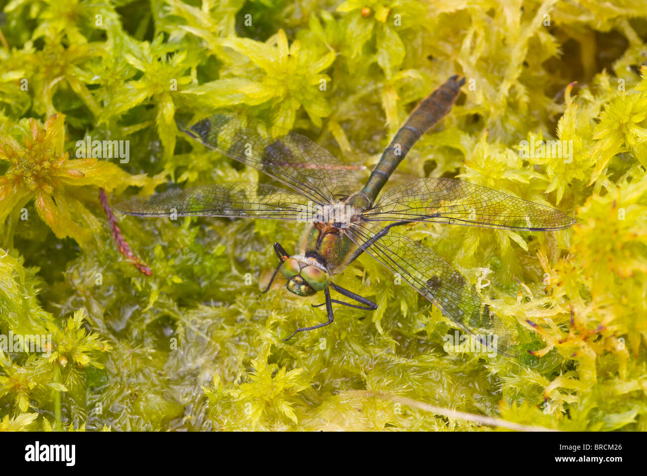 Roverella Libellula Smeraldo, Cordulia aenea Foto Stock