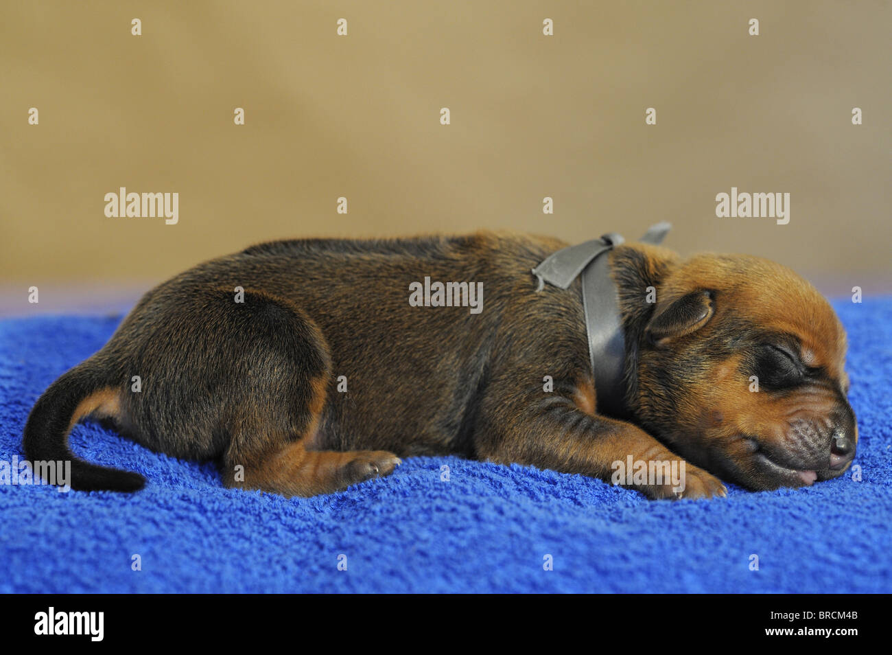 Ridgeback rhodesiano (Canis lupus familiaris). Molto giovane cucciolo con gli occhi ancora chiusi di dormire su un asciugamano blu. Foto Stock