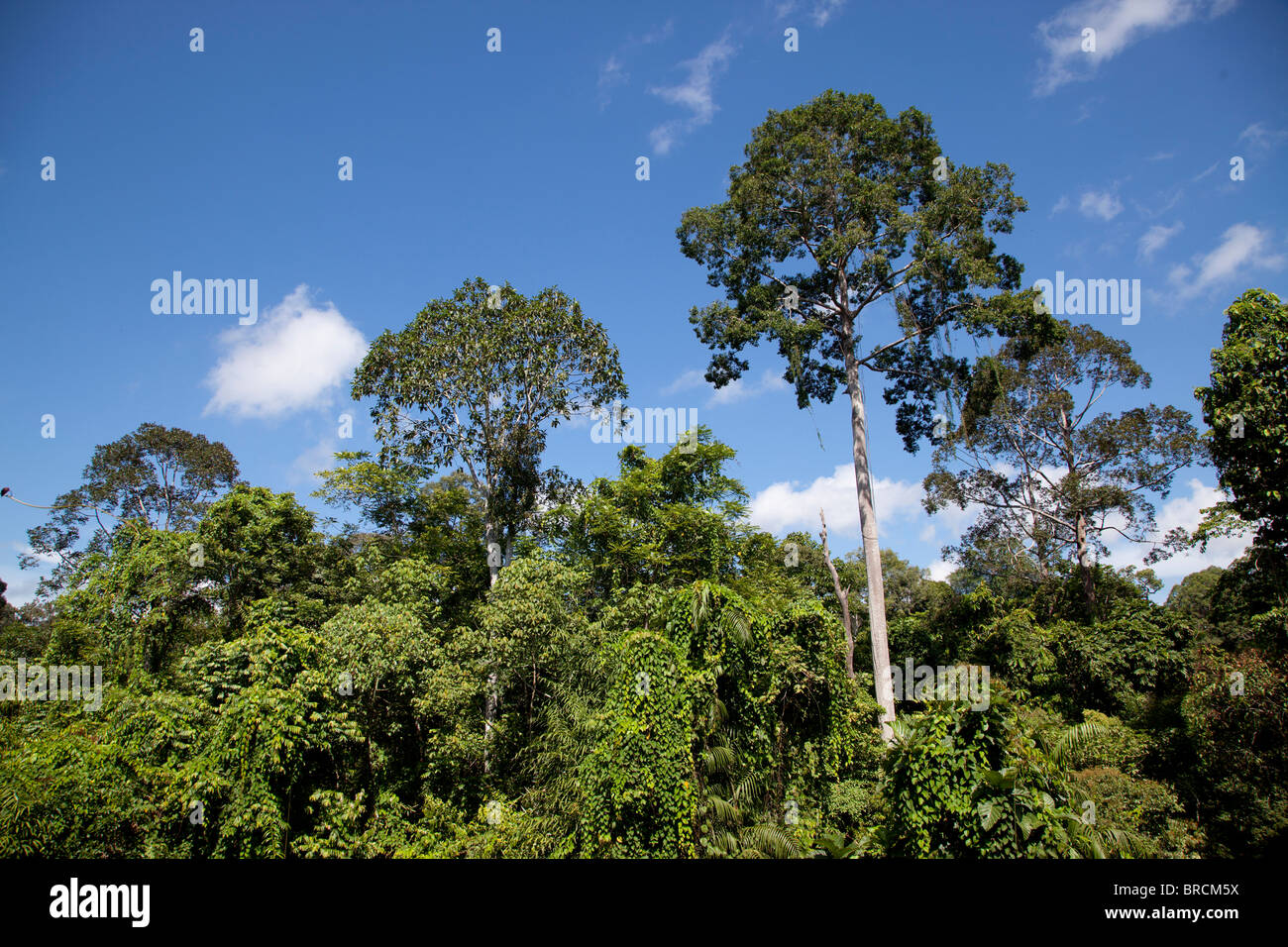 Primario della foresta di pioggia, Sabah Borneo Foto Stock