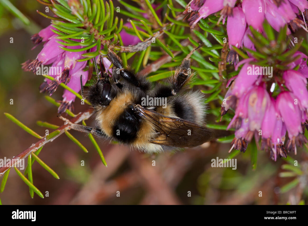 Heath Bumblebee, Bombus jonellus nectaring sulla brughiera irlandese varietà in giardino. Foto Stock