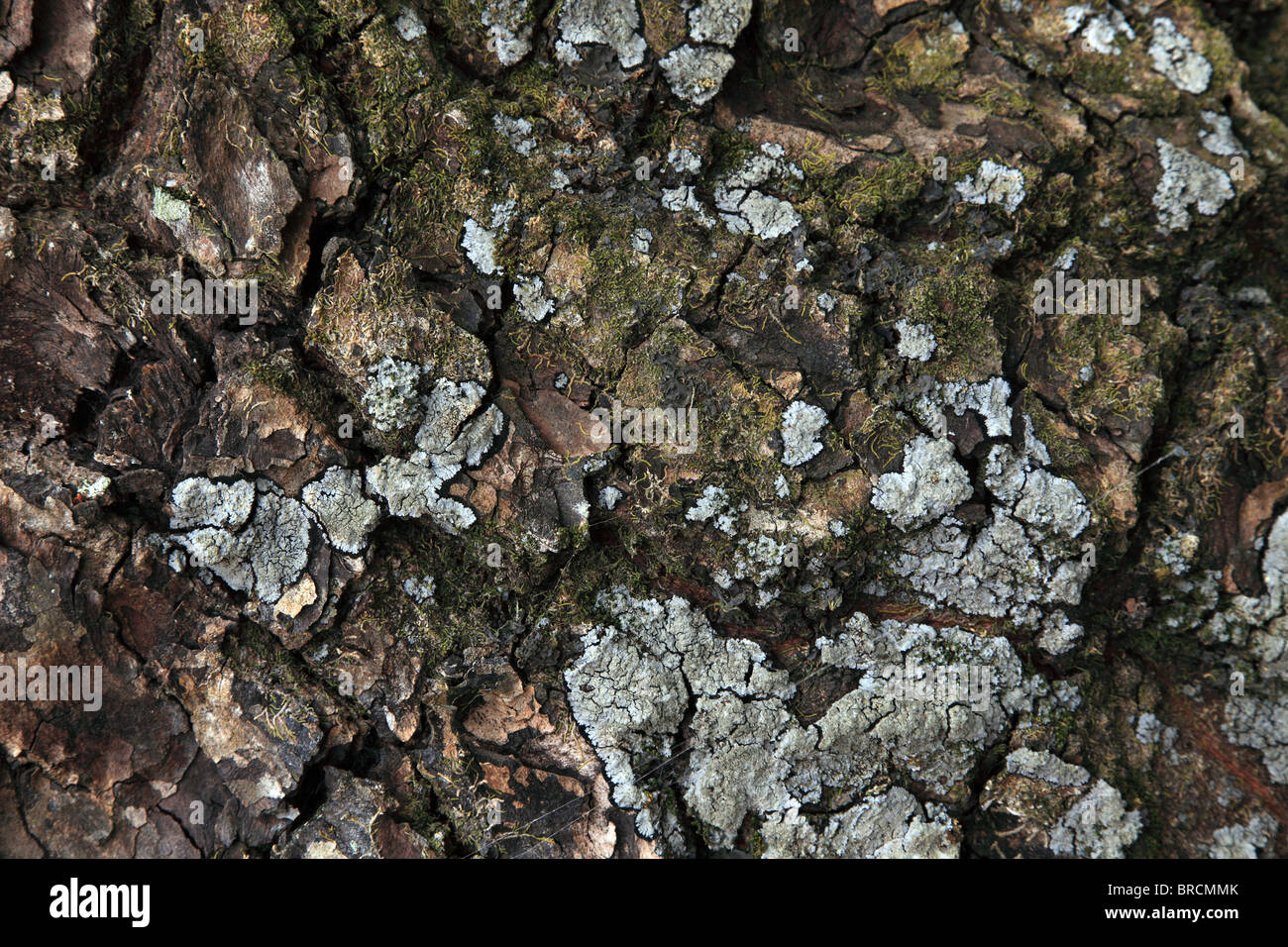 Corteccia di albero texture di sfondo. Foto Stock