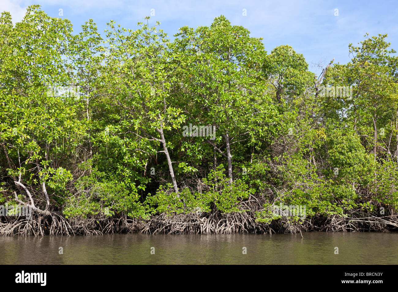 Mangrovie crescendo a bordo di estuario di marea, Sabah Borneo Foto Stock