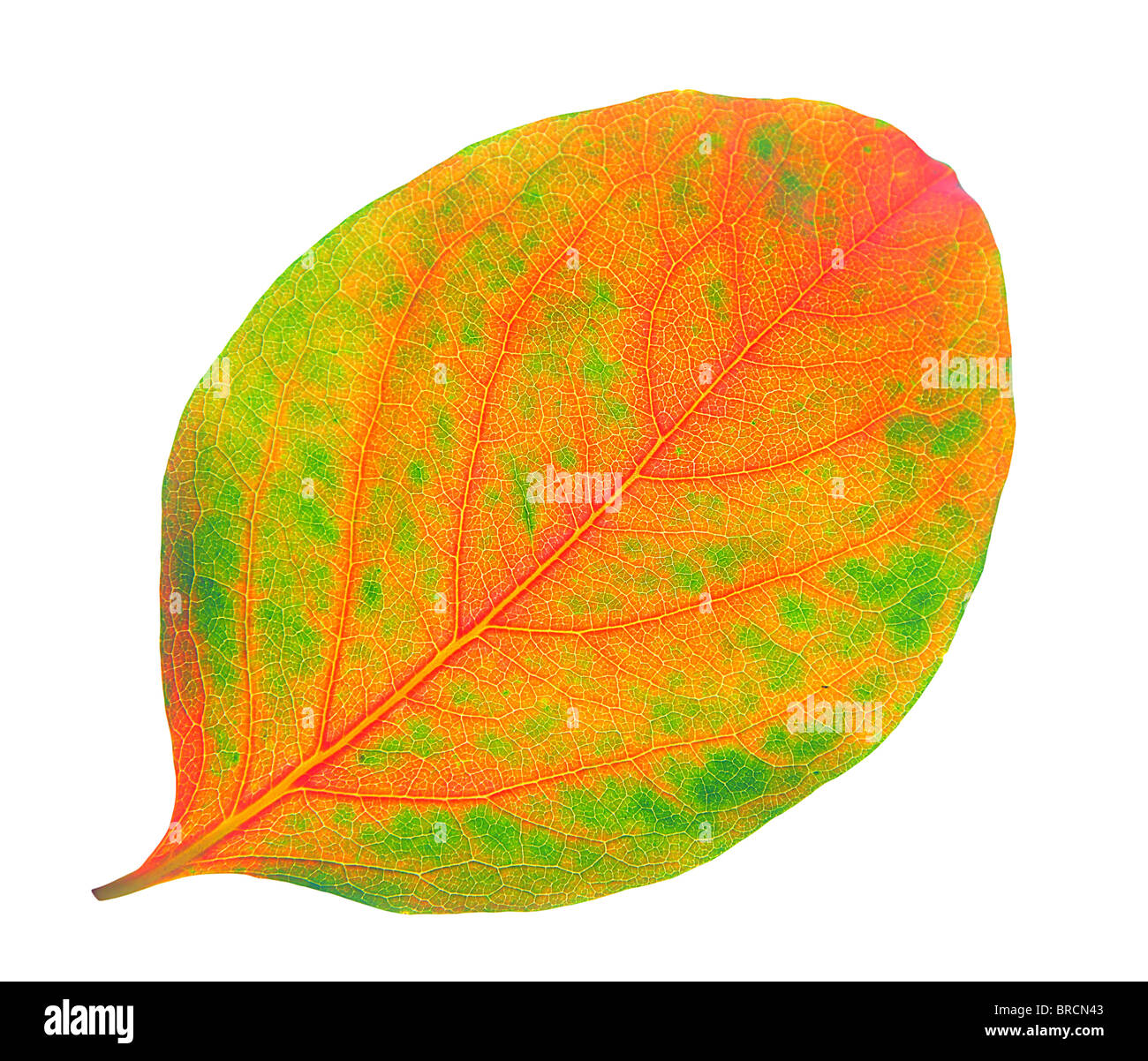 Autunno a secco foglie giallo isolato su bianco Foto Stock