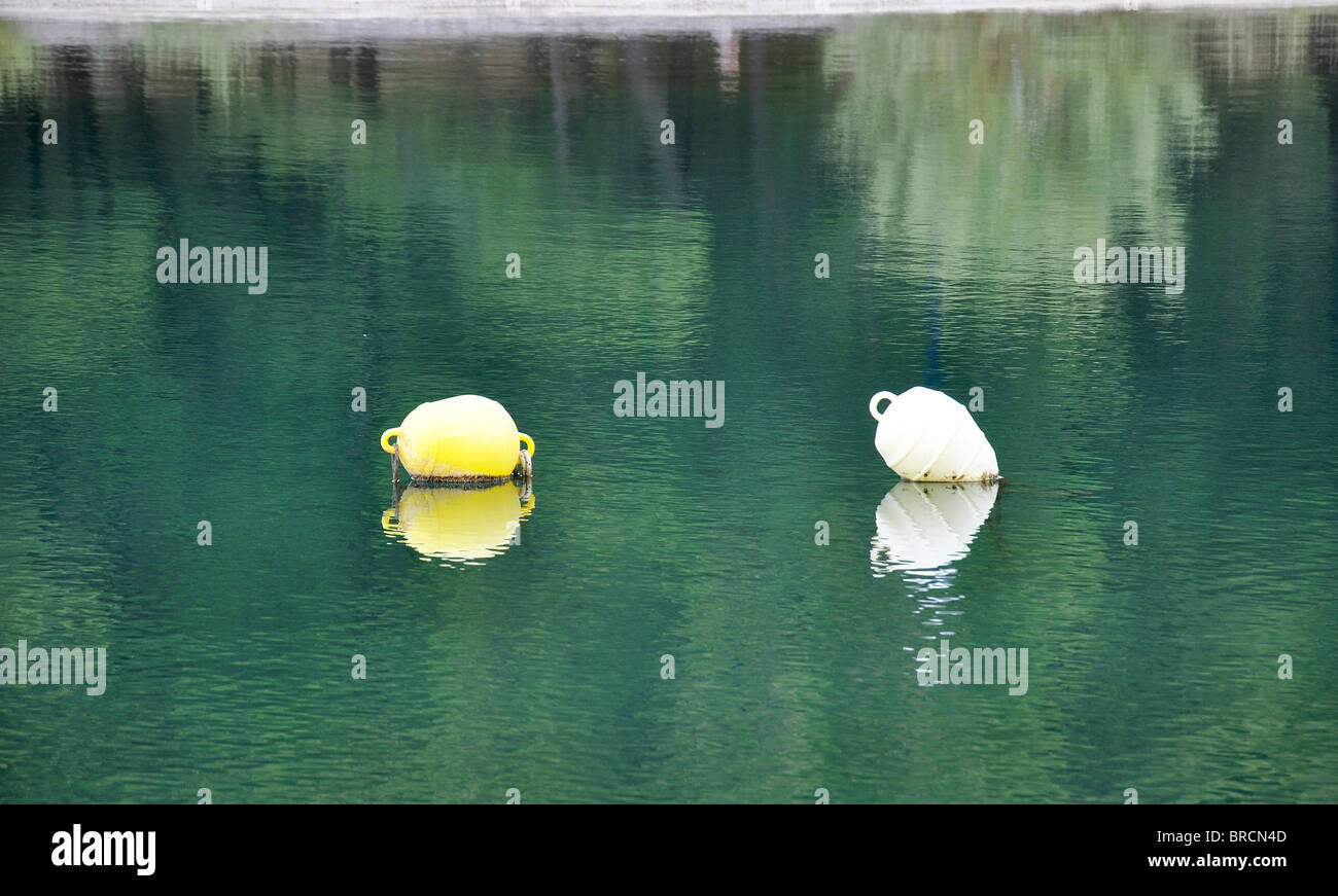 Boe galleggianti in acqua Foto Stock