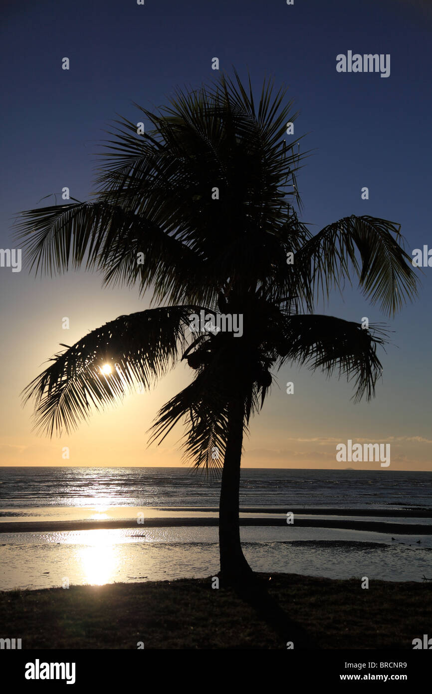 Palm tree nella parte anteriore del tramonto tropicale. Foto Stock
