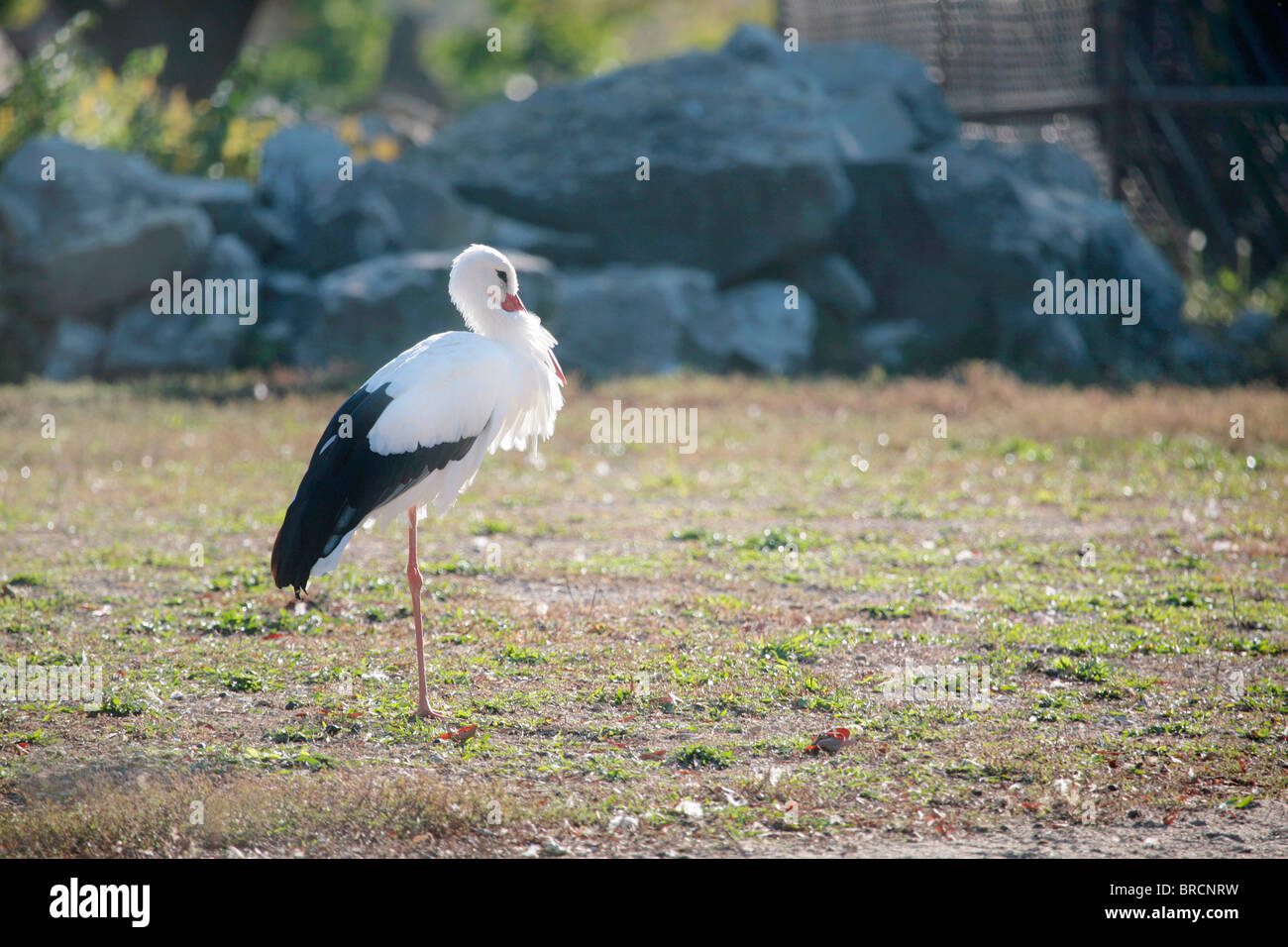 Un Europeo cicogna bianca o Ciconia ciconia all'aperto in piedi da solo Foto Stock