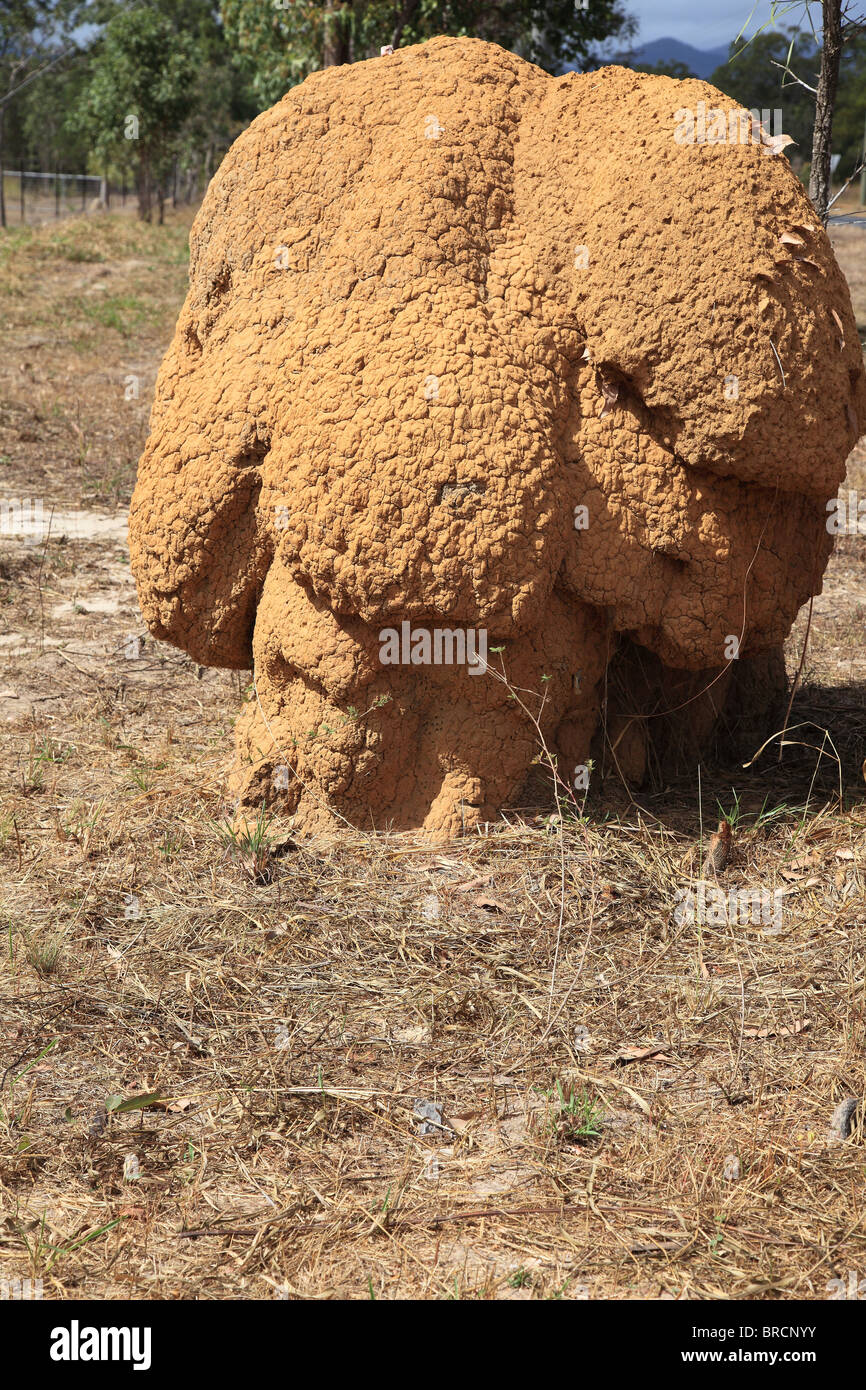 Una tipica termite nido. Foto Stock