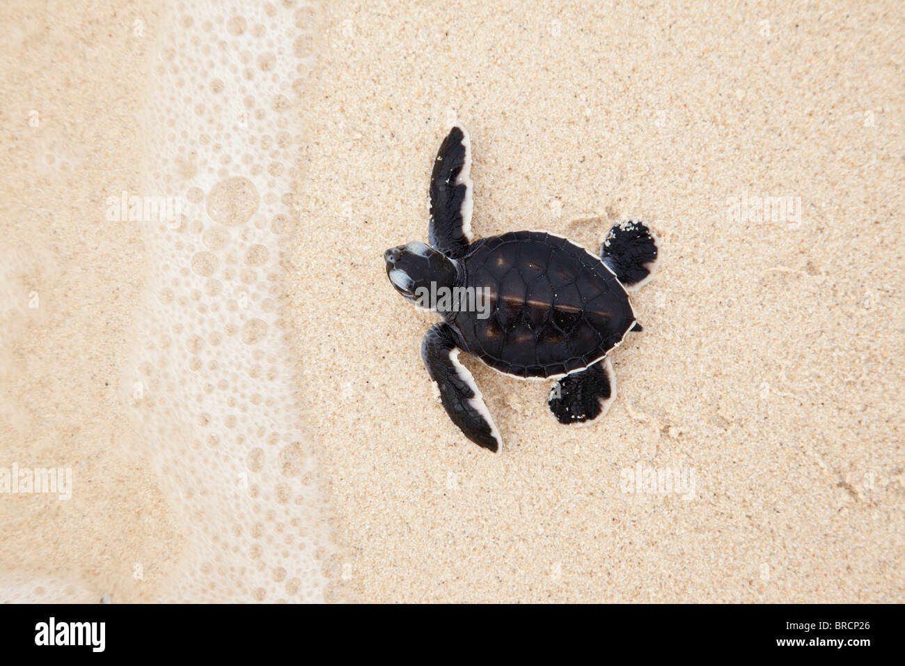 Hatchling tartaruga verde, Chelonia Mydas, rendendo la sua strada verso il mare, Selingan Island, Sabah Borneo Foto Stock