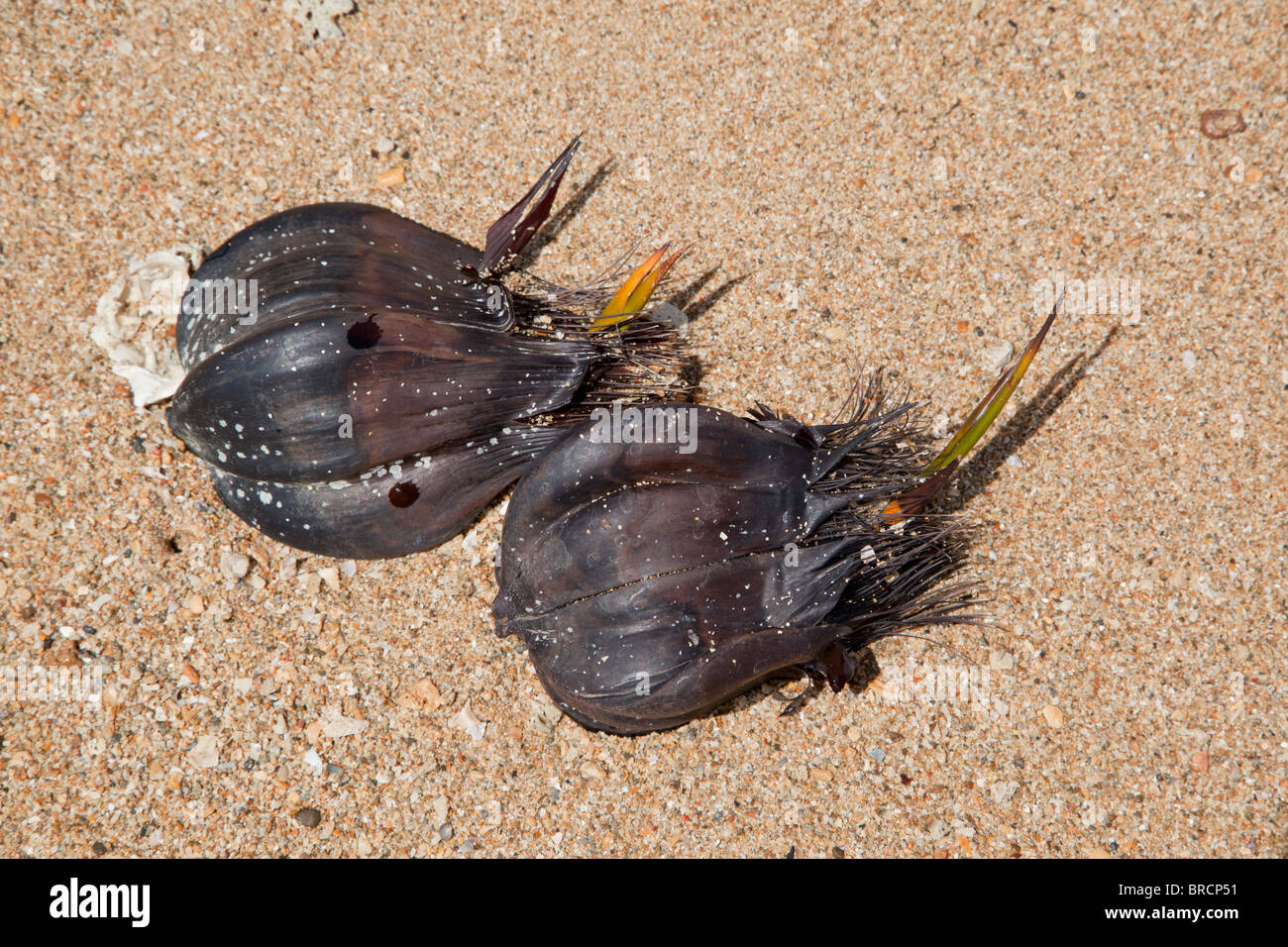 Palme Nipa semi germinare sulla spiaggia, Libaran Isola, Sabah Borneo Foto Stock