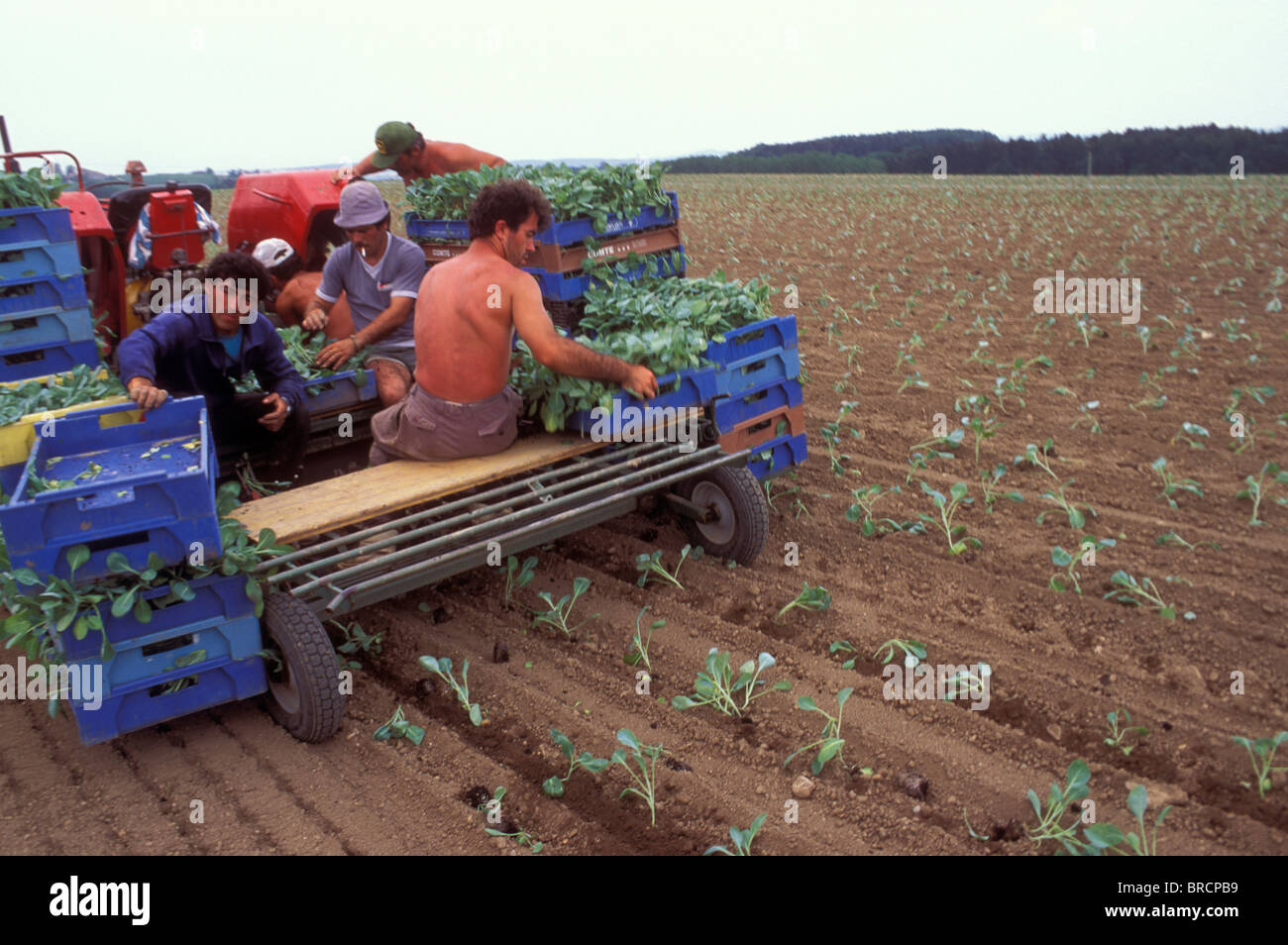 I lavoratori migranti di piantare cavoli in Svizzera Foto Stock