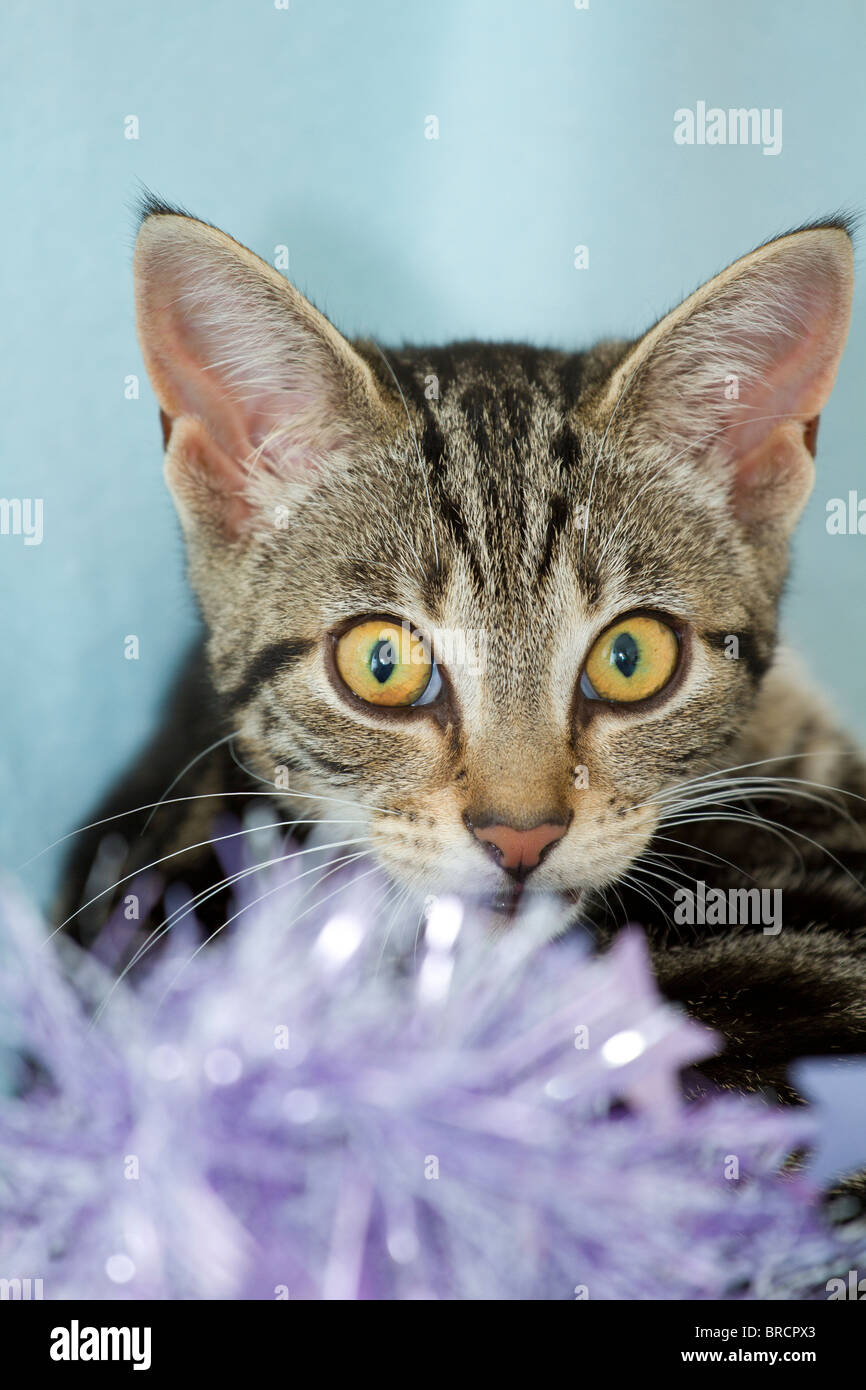 Inghilterra, Regno Unito. Carino piccolo sgombro Tabby kitten (felis catus) giocando con il rosa orpelli natalizi Foto Stock