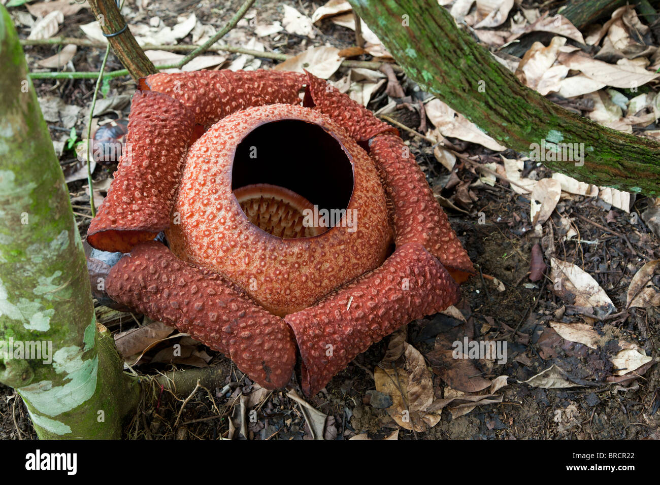 Rafflesia fiore, Rafflesia keithii, analizzato Hot Springs, Sabah Borneo Foto Stock