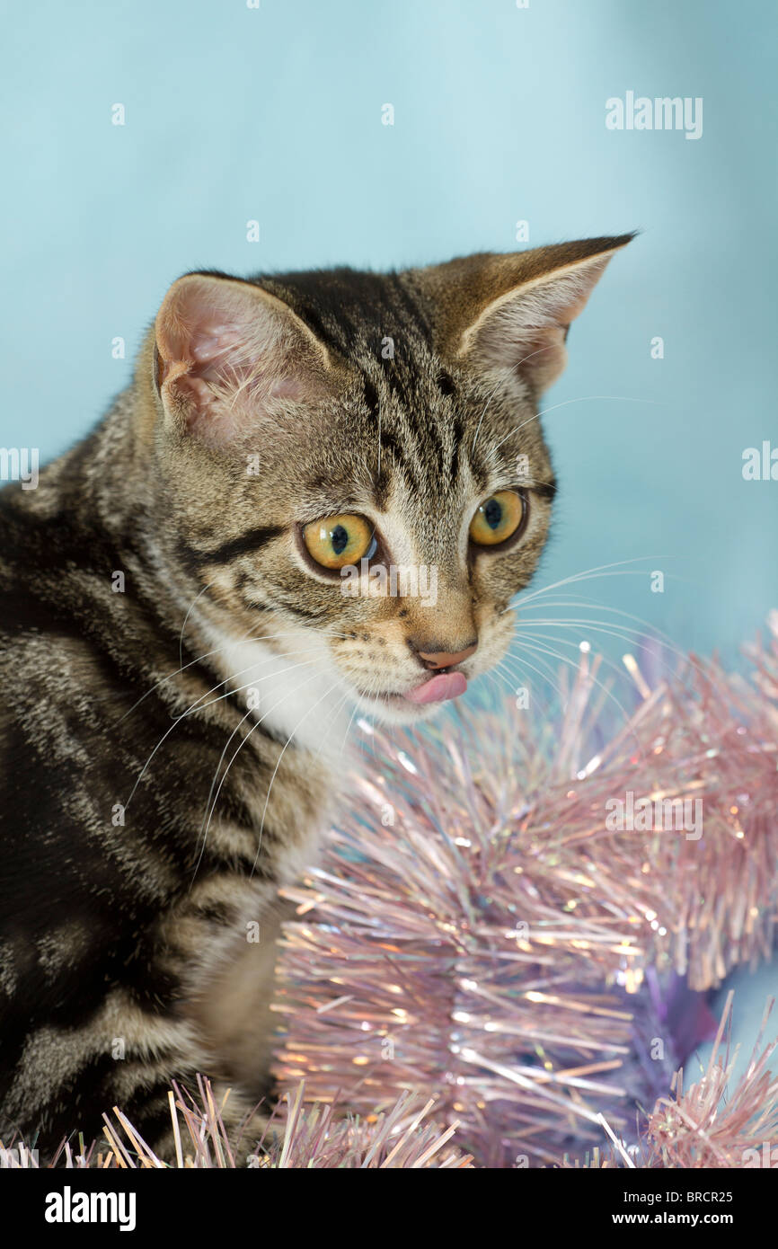 Inghilterra, Regno Unito. Carino piccolo sgombro Tabby kitten (felis catus) giocando con il rosa orpelli natalizi e leccare le sue labbra Foto Stock