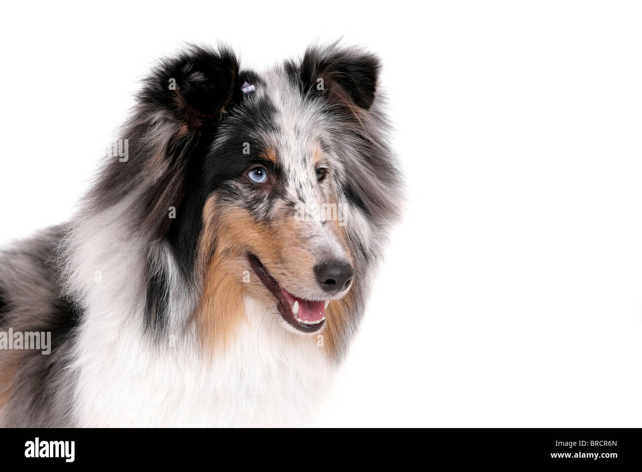 Una graziosa Sheltie dog headshot ritratto su bianco Foto Stock