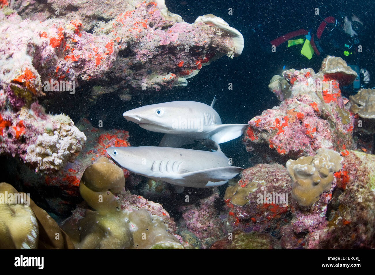 Punta Bianca gli squali, Triaenodon obesus Cocos, Isole del Pacifico, Foto Stock