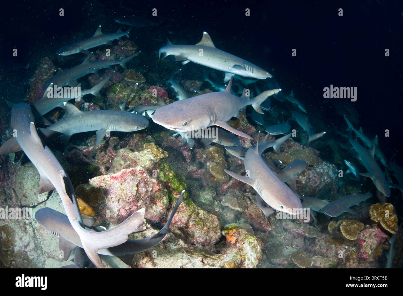 Punta Bianca gli squali, Triaenodon obesus, caccia nella notte, Isole Cocos, Pacific Foto Stock
