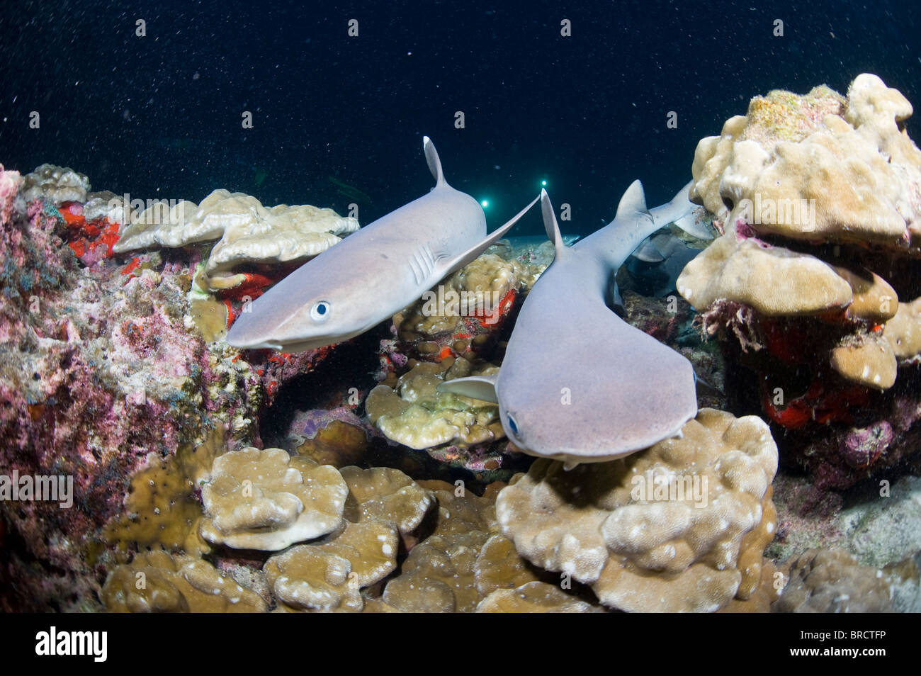 Punta Bianca gli squali, Triaenodon obesus Cocos, Isole del Pacifico, Foto Stock