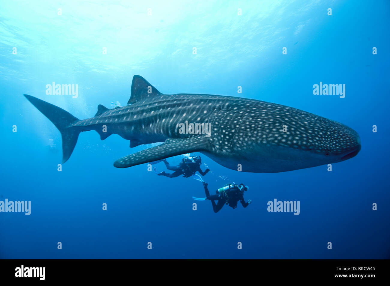 Squalo Balena, Rhincodon typus, Cocos Island, Costa Rica, Oriente Oceano Pacifico Foto Stock