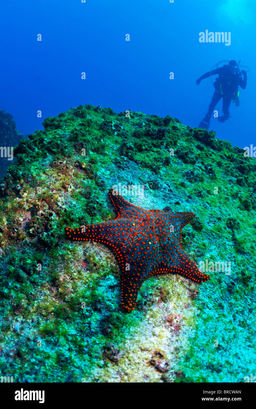 Cuscino Panamic Starfish (Pentaceraster cumingi) su roccia, Scuba Diver in background, subacquea sull'Arcipelago delle Galapagos Foto Stock