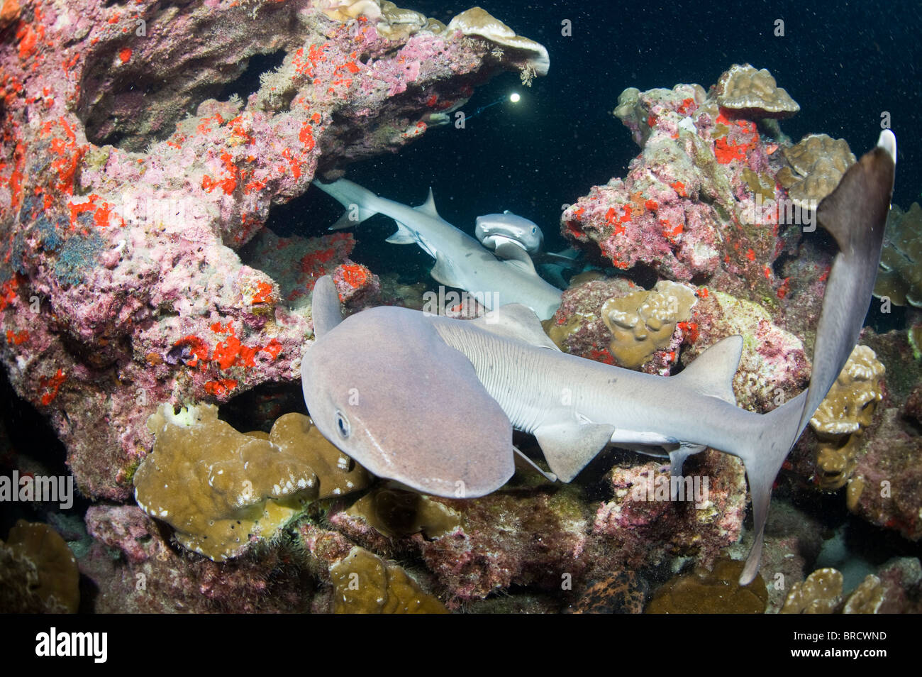 Punta Bianca gli squali, Triaenodon obesus Cocos, Isole del Pacifico, Foto Stock