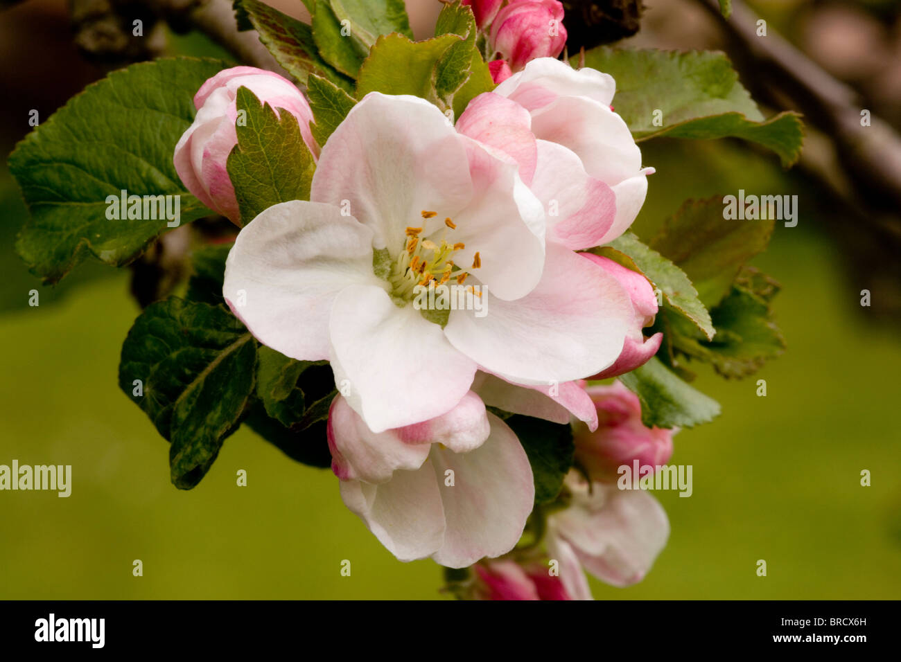 Fiore di melo Foto Stock