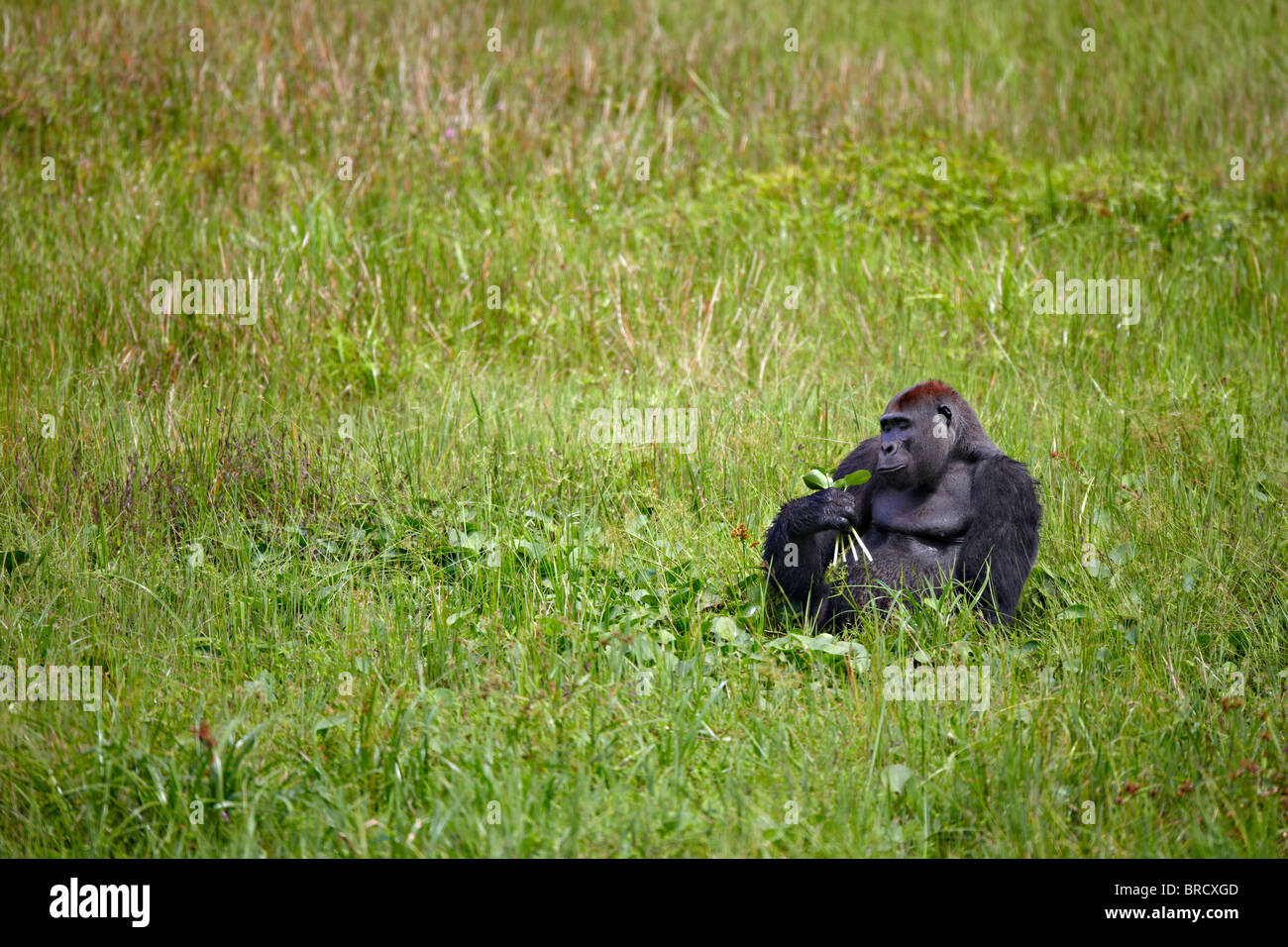 Western pianura gorilla Mbeli Bai, Nouabale Ndoki National Park, Repubblica del Congo, Africa Foto Stock