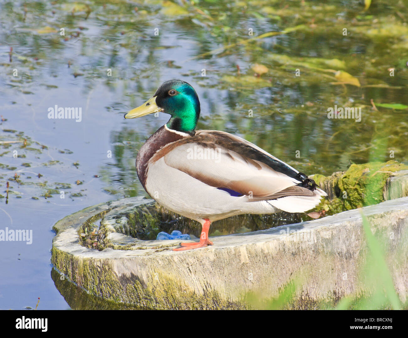 Wild mallard drake sul lago in estate Foto Stock