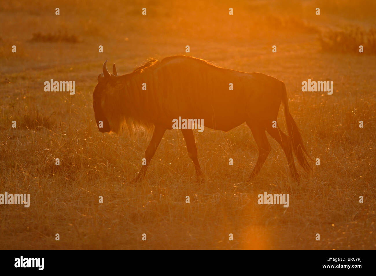 Gnu (o GNU, wildebeests o wildebai, gnu) al tramonto nel Masai Mara, Kenya, Africa Foto Stock